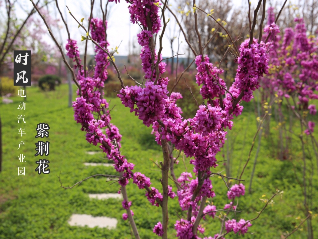 時(shí)風(fēng)電動產(chǎn)業(yè)園紫荊花